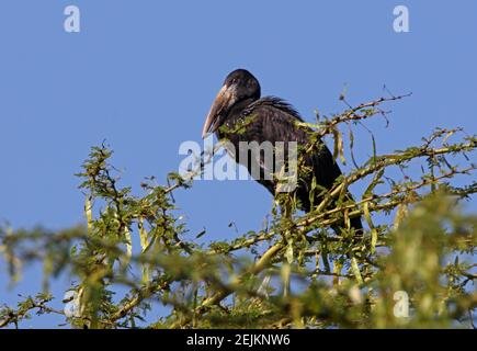 African Open-Billed Stork (Anastomus lamelligerus lamelligerus) Erwachsene in Akazienbaum in der Nähe Naivasha, Kenia November Stockfoto