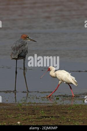 African Spoonbill (Platalea alba) und Goliath Heron (Ardea goliath) Löffelchen beim Spaziergang an Reiher am Seeufer Lake Baringo, Kenia November Stockfoto