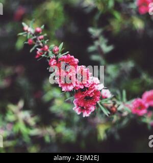 Nahaufnahme des blühenden Manuka-Pflanzenzweiges mit rosa Blüten Stockfoto