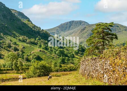 Schaffarm am englischen Lake District in Cumbria, England, mit dem Great Gable Mountain im Hintergrund Stockfoto