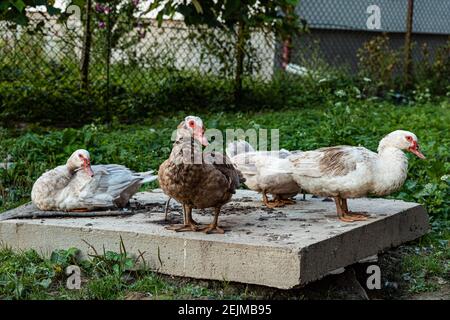 Die einheimische Moskauer Ente, Cairina moschata domestica, in braunem und weißem Gefieder sitzt auf einer Betonplatte im Garten Rasen. Stockfoto