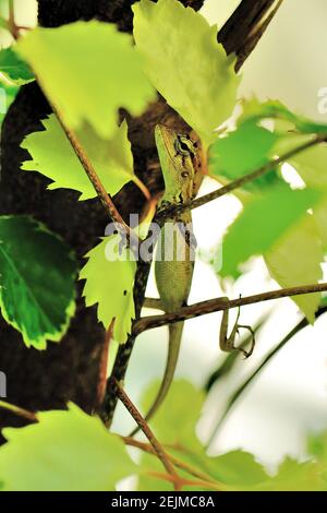 Green Crested Lizard, 'Bronchocela cristatella', Helengeli Island, Malediven