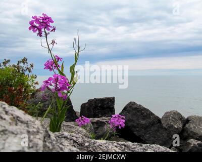 Magenta Blume auf einem felsigen Strand in Kanada farbige Stockfoto