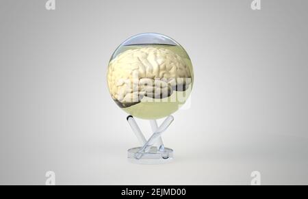 Menschliches Gehirn in einer Kugel - 3D Rendering Stockfoto
