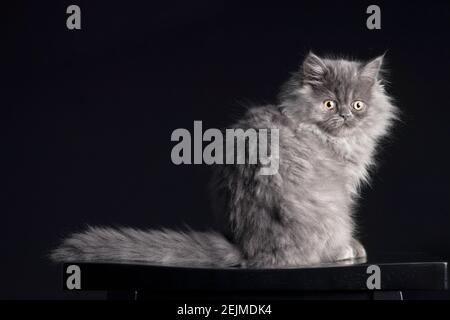 Dramatisch erleuchtete Ganzkörperportrait eines schönen grauen rauchfarbenen langhaarigen Kätzchens. Stockfoto