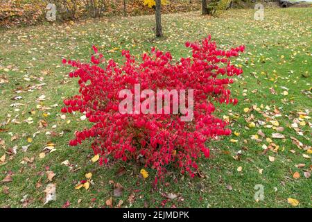 Brennender Busch in flammender roter Farbe. Stockfoto