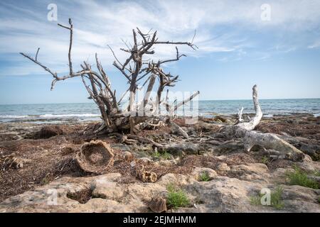 Ein Meeresschwamm am Ufer der Florida Keys bei Ebbe. Stockfoto