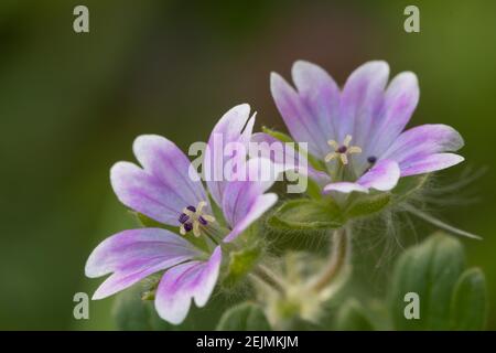 Makroaufnahme von Tauben Fuß Geranie (Geranium molle) Blühende Blumen Stockfoto