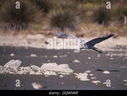 Ein Blaureiher (Ardea herodias) fliegt in der Malibu Lagoon SB, Malibu, CA. Stockfoto