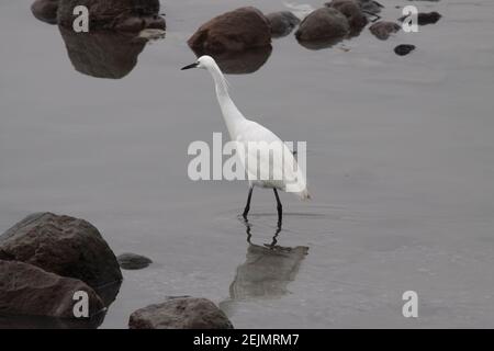 Schöner kleiner Weißreiher an der Douro-Flussgrenze, nördlich von Portugal. Stockfoto