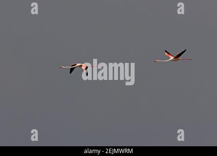 Flamingo (Phoenicopterus roseus) zwei Erwachsene im Flug Lake Naivasha, Kenia Oktober Stockfoto