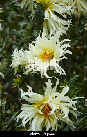 Nahaufnahme der Dahlie in blassweißer Farbe und gelbem Kern. Selektiver Fokus. Stockfoto