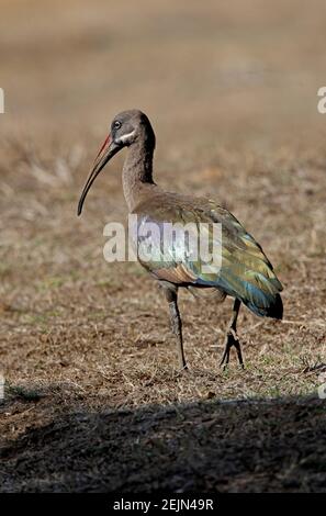 Hadada Ibis (Bostrychia hagedash) Erwachsene Wandern auf trockenem Gras Lake Awassa, Äthiopien April Stockfoto