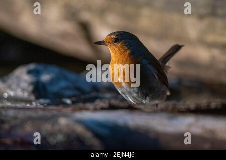 Europäischer Rotkehlchen (Erithacus rubecula), Notranjska-Wald, Slowenien. Stockfoto