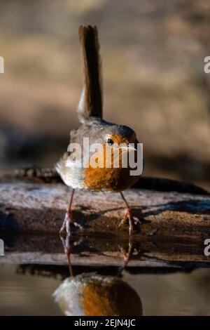 Europäischer Rotkehlchen (Erithacus rubecula), Notranjska-Wald, Slowenien. Stockfoto