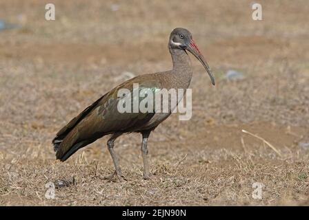 Hadada Ibis (Bostrychia hagedash) Wandern auf trockenem Gras Lake Awassa, Äthiopien April Stockfoto