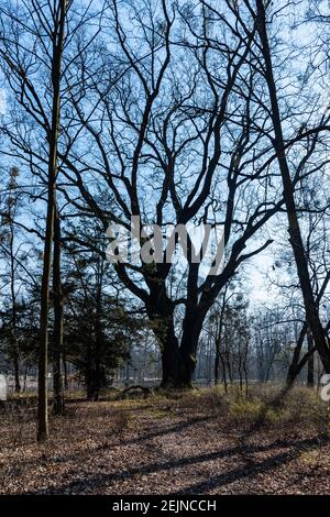 Der dicke Baum im Park neben dem Park im kleinen Park Stockfoto