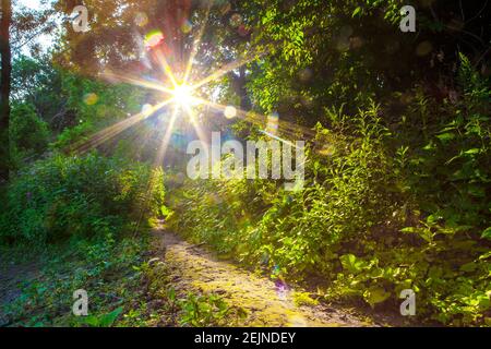 Sonne scheint hell durch Baumkronen verursacht Sonneneruptionen und Sonne Burst auf einen schönen Sommertag mit Trekking-Pfad in Idyllische Landschaft Hintergrund Kopie Stockfoto