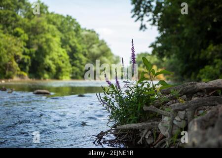 Purple Wild Flowers wächst am Wasser eines Flusses In unberührter Natur Park sieht serene und friedlich wie ein Landschaftlich reizvolle Landschaft Stockfoto