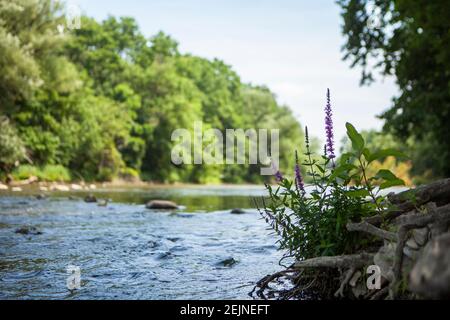 Purple Wild Flowers wächst am Wasser eines Flusses In unberührter Natur Park sieht serene und friedlich wie ein Landschaftlich reizvolle Landschaft Stockfoto