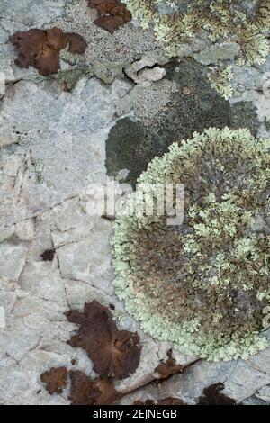 Moos und Lichen Texturen wachsen auf grauen Felsen in der Natur Stilvoller minimalistischer Hintergrund für Moos und Stein und Funghi Boden Grunge hellgrau mineralisch Stockfoto