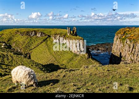 Dunseverick, Nordirland. 29th. April 2016. Dunseverick Castle liegt westlich des Dorfes Dunseverick, in der Grafschaft Antrim, in Nordirland. Stockfoto