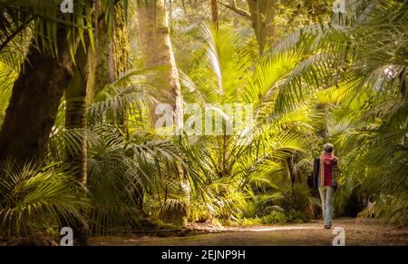 Frau zu Fuß in Terra Nostra Park, erstaunliche Vegetation, Reiseziel Azoren, wunderbaren botanischen Garten. Stockfoto