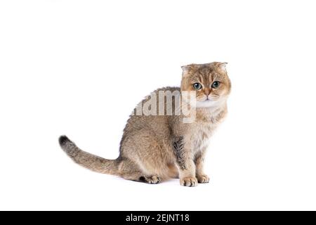 Schöne flauschige goldene schottische Falte Katze mit grünen Augen an Weißer Hintergrund Stockfoto