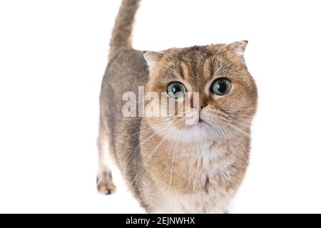 Schöne flauschige goldene schottische Falte Katze mit grünen Augen an Weißer Hintergrund Stockfoto