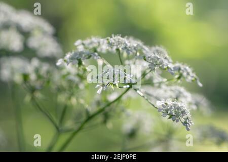 Weiße Doldenblüten von Aegopodium podagraria auf einer grünen Wiese. Schöner natürlicher Hintergrund mit zarten weißen Blüten, selektiver Fokus. Stockfoto