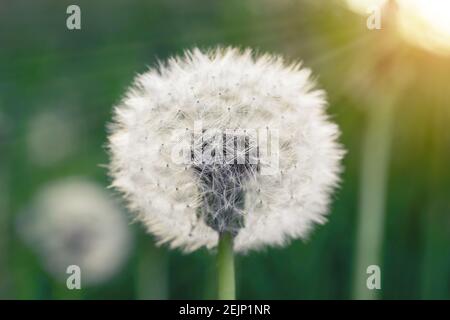 Schöner runder weißer Löwenzahn auf einem Stiel in einer Frühlingswiese. Stockfoto