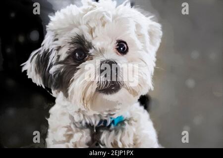 Nahaufnahme von sehr niedlichen flauschigen weißen Hund mit dunklen Haaren Um ein Auge herum, das aussieht, als ob er gestreichelt werden möchte Stockfoto