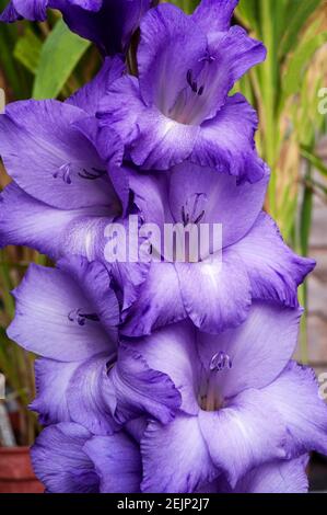 Nahaufnahme von großen tiefvioletten Blüten mit weißem Hals von Gladiolus Performer vor einem Hintergrund von Blättern. Stockfoto