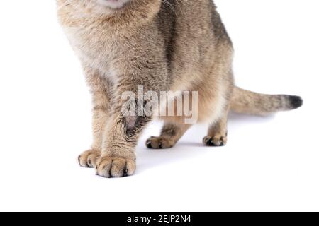 Golden Scottish Fold Katze wird krank mit Flechten Stockfoto