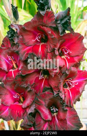 Nahaufnahme von großen Sommer blühenden tiefroten Blüten Gladiolus Espresso vor einem Hintergrund von Blättern Stockfoto