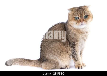 Schöne flauschige goldene schottische Falte Katze mit grünen Augen an Weißer Hintergrund Stockfoto