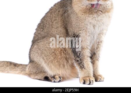 Golden Scottish Fold Katze wird krank mit Flechten Stockfoto