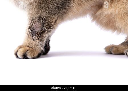 Golden Scottish Fold Katze wird krank mit Flechten Stockfoto