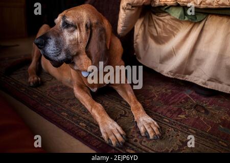 Alter Bluthund Hund liegt auf einem Teppich und schaut aus der Kamera. Stockfoto