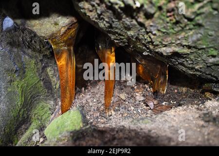 Harz, das unter einem Baum ausläuft, nimmt die Form von Eiszapfen an und wird durch Sonnenlicht beleuchtet. Die bernsteinfarbenen Spapzikel sind dicht am Boden. Stockfoto