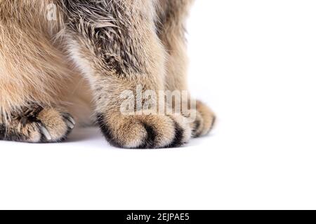 Golden Scottish Fold Katze wird krank mit Flechten Stockfoto