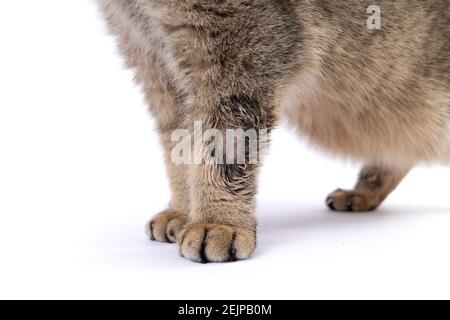 Golden Scottish Fold Katze wird krank mit Flechten Stockfoto