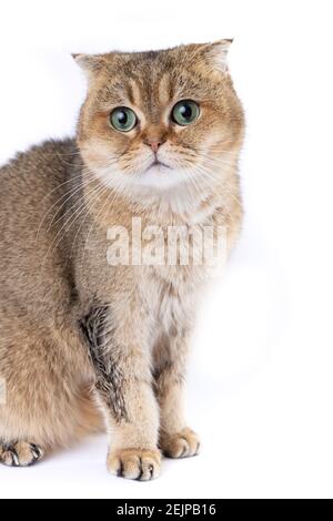 Schöne flauschige goldene schottische Falte Katze mit grünen Augen an Weißer Hintergrund Stockfoto