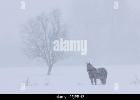 Pferd auf der Wiese mitten im Schneefall Stockfoto