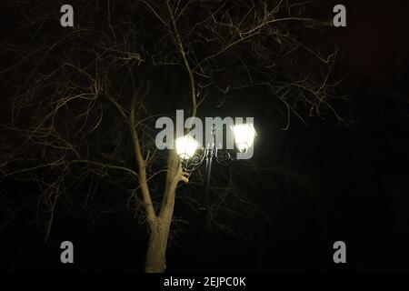 Laterne in der Nacht, beleuchtet Baumzweige Stockfoto