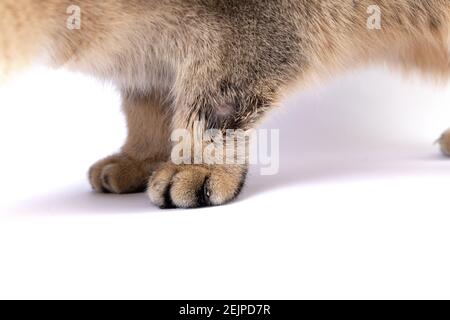 Golden Scottish Fold Katze wird krank mit Flechten Stockfoto