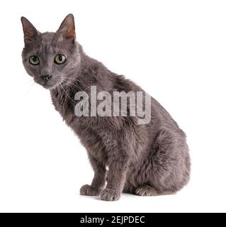 Vintage graue Katze 19 Jahre alt auf weißem Hintergrund Stockfoto