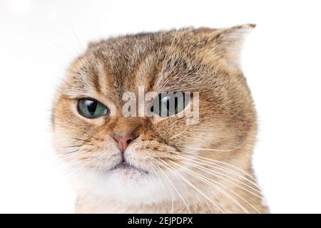 Schöne flauschige goldene schottische Falte Katze mit grünen Augen an Weißer Hintergrund Stockfoto