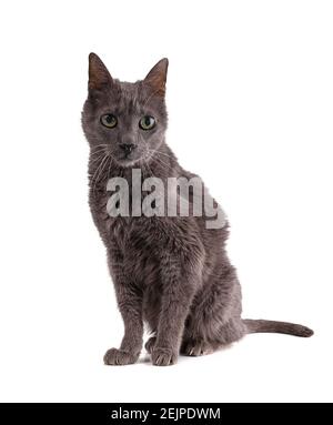 Vintage graue Katze 19 Jahre alt auf weißem Hintergrund Stockfoto