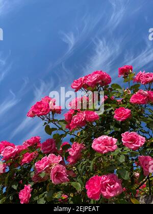 Blühender Rosenstrauch und blauer Himmel mit dünnen Wolken in Saint CLA Stockfoto